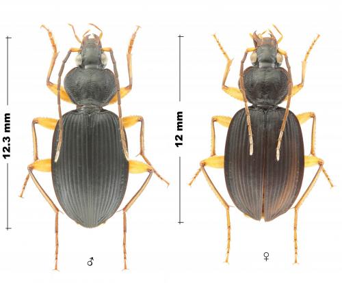 Orthotrichus sp.
